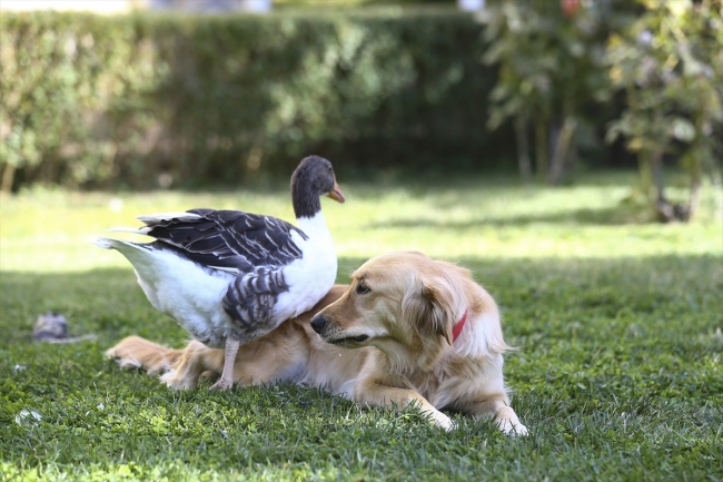 Köpek ve kazın ilginç dostluğu